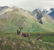 Barren Ground Caribou